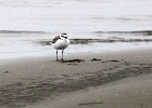 Strandplevier   C.Martijn